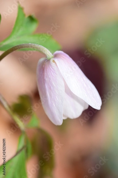 Obraz Makro einer Blume