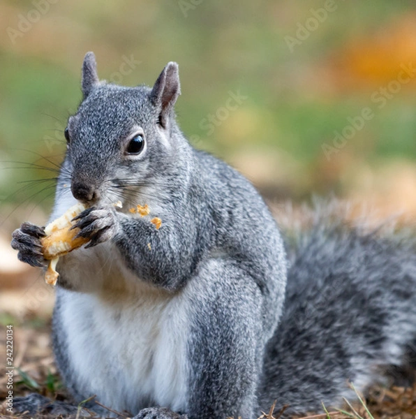 Obraz Squirrel eating an acorn 