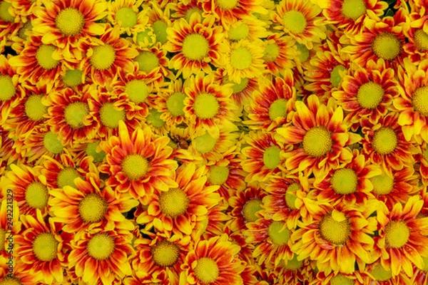 Obraz Pretty flowers background.