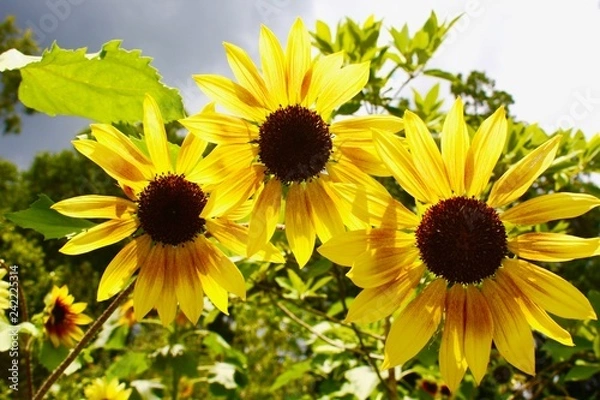Obraz Sunflowers