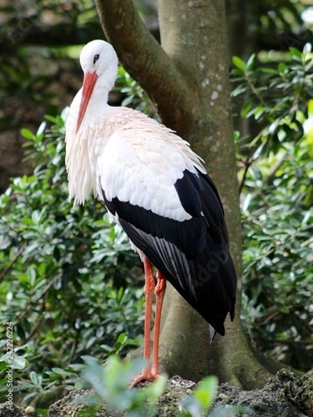 Obraz Big Black White Bird