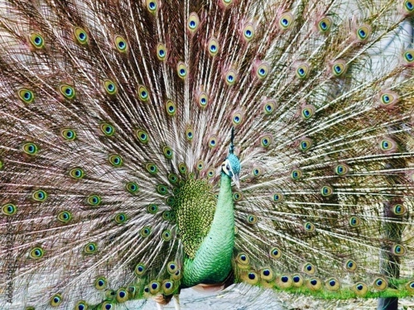 Obraz Peacock Feathers
