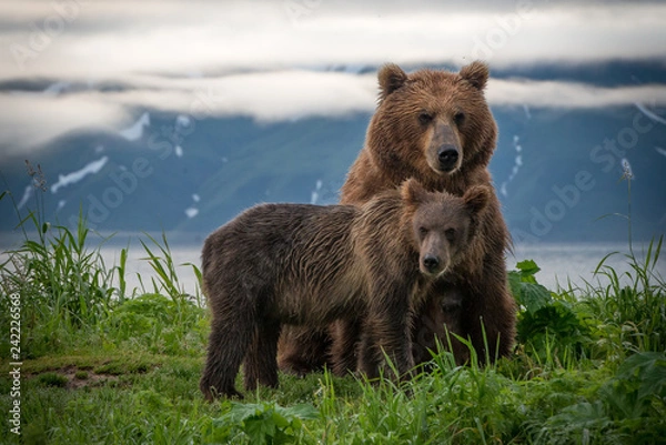 Obraz Russian Brown Bear