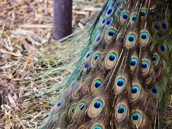 Obraz Peacock Feathers