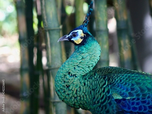 Obraz Peacock