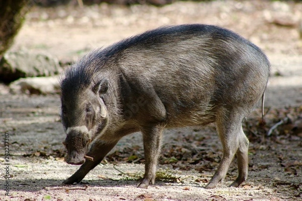 Obraz Wild Pig