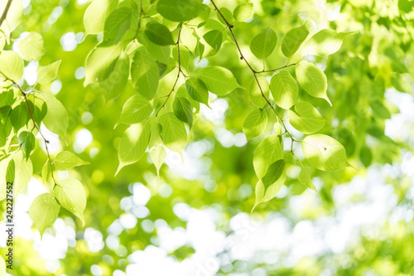 Obraz 新緑の桜の葉