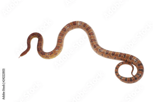 Obraz schlange snake 12