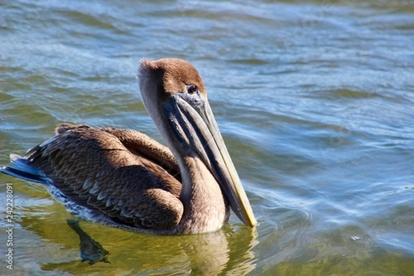 Obraz Pelican