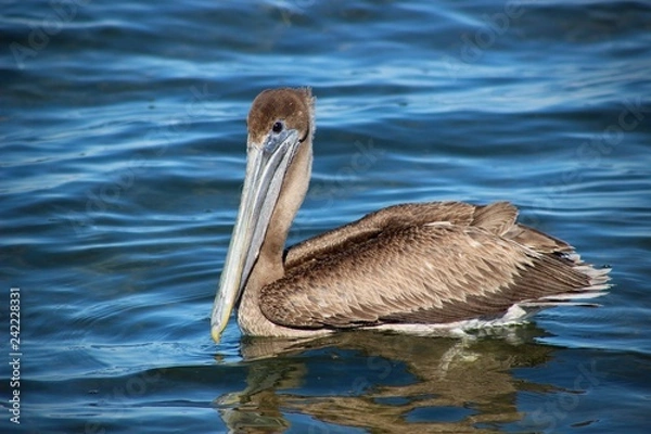 Obraz Pelican