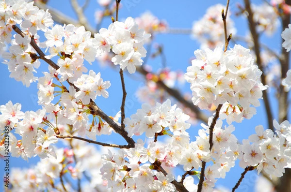 Fototapeta 青空と満開の桜
