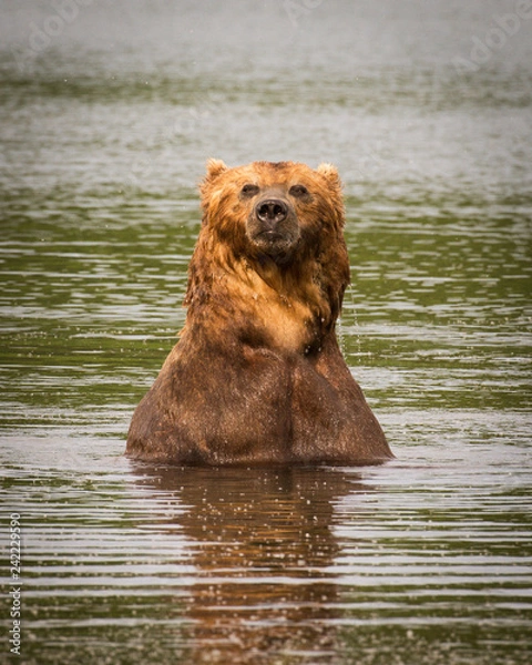 Fototapeta Russian Brown Bear