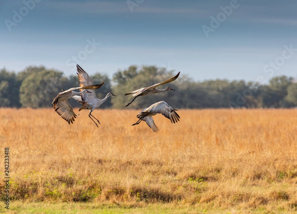 Obraz Flying Sandhills