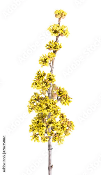 Obraz European cornel branch