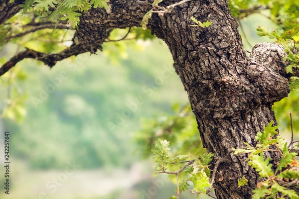 Fototapeta the trunk of a young oak tree in spring with green leaves with copy space