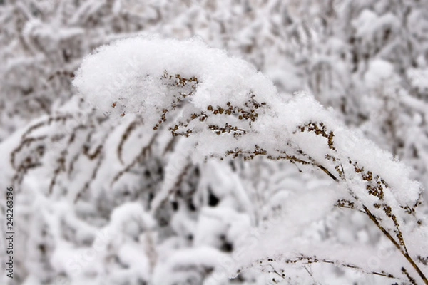 Obraz Winter forest snow 
