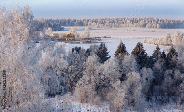 Obraz Winter forest snow 