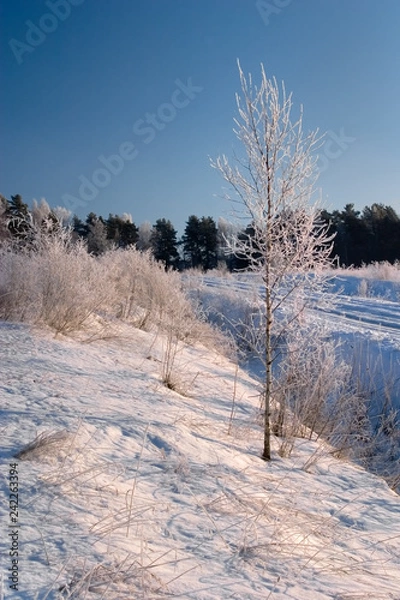 Obraz Winter forest snow 