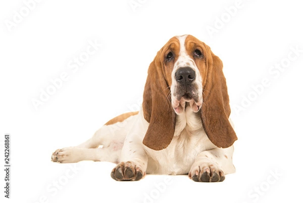 Fototapeta Young basset hound lying down facing the camera seen from the side isolated on a white background