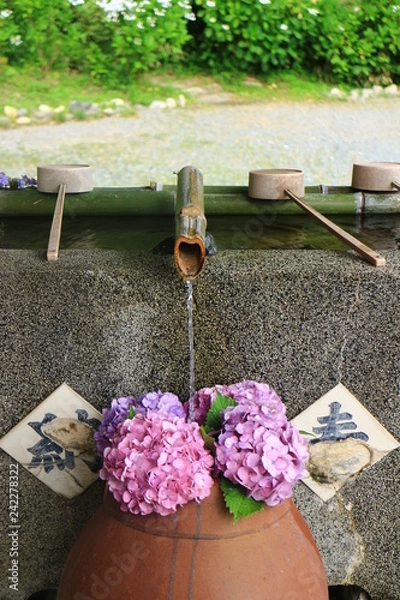 Fototapeta 紫陽花寺