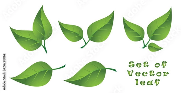 Fototapeta Set of Vector Leaf