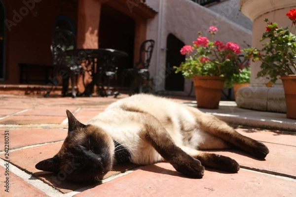 Fototapeta cat on sofa