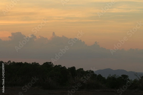 Fototapeta sunset forest view