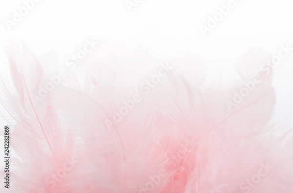 Fototapeta A bunch of soft light pink feathers on white blurred background. Soft focus. Texture.