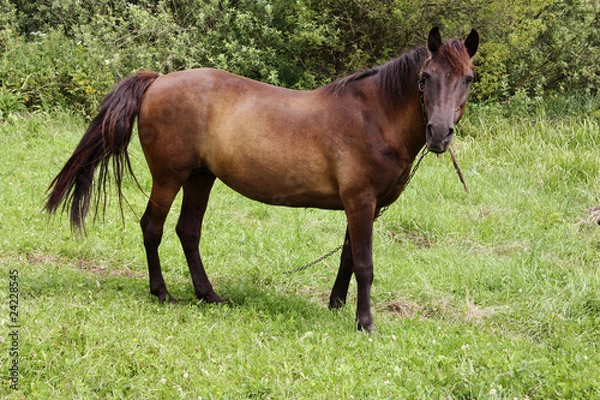 Obraz Horse on a pasture