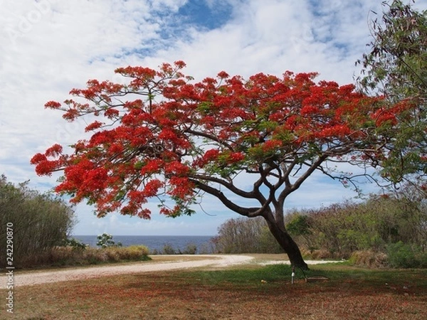Obraz Wide shot of a flame tree full of red fiery flowers near the beach in a tropical island