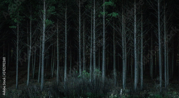 Fototapeta forest dark