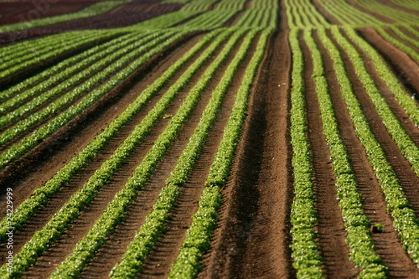 Obraz junges salatfeld