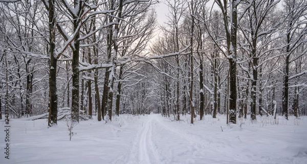 Fototapeta After snow storm
