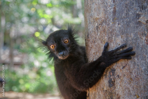 Fototapeta A black lemur sits on a tree in the jungle of Nosy Be Island