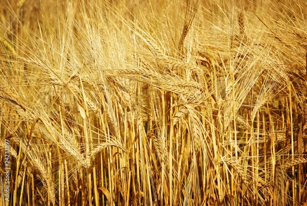 Fototapeta wheat background