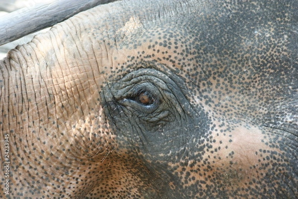 Obraz Thailand Elephants