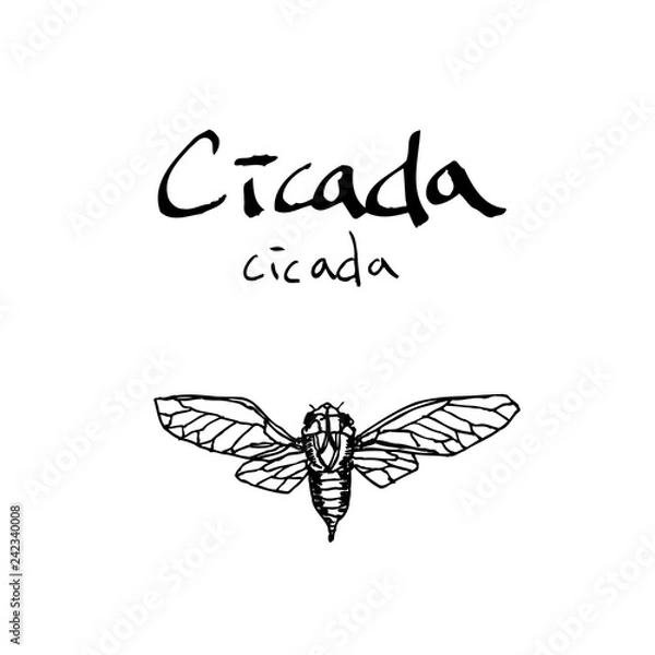 Obraz 곤충 일러스트 / 손으로 그린 곤충 스케치