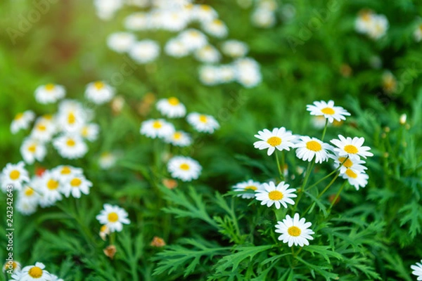 Fototapeta White seaside daisies in a spring garden.