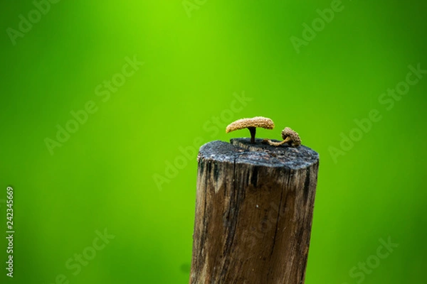 Obraz nature, green, insect