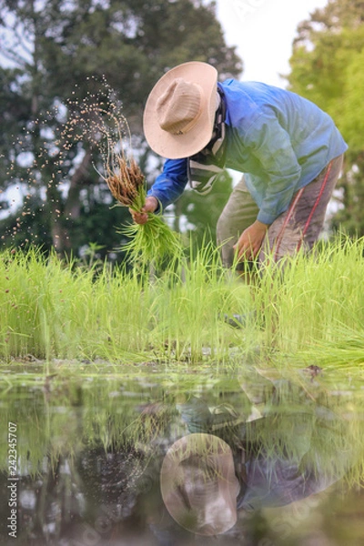 Obraz farmer, rice
