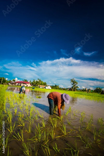 Obraz  field, beautiful