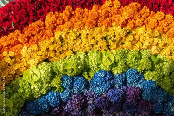 Fototapeta arrangement of flowers in a rainbow of colours