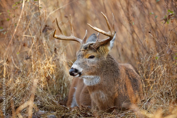 Obraz White-tailed Deer buck