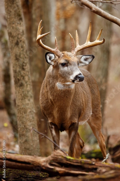 Obraz White-tailed Deer