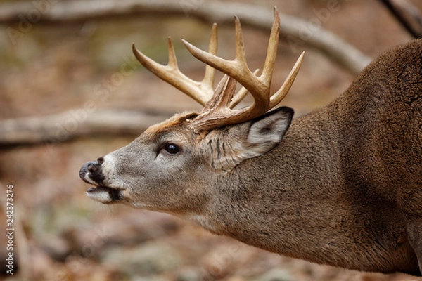 Obraz White-tailed Deer
