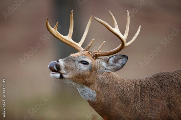 Obraz White-tailed Deer