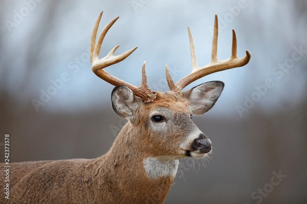 Obraz White-tailed Deer