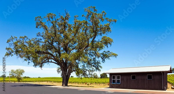 Obraz California Vineyards