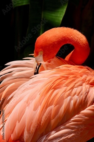 Obraz Pink Flamingo