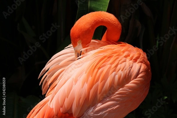 Obraz Pink Flamingo